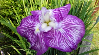 IMG_20170610_161245.jpg