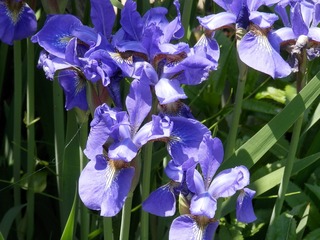 P5250083.JPG